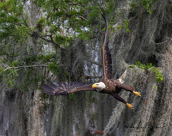 Bald Eagle