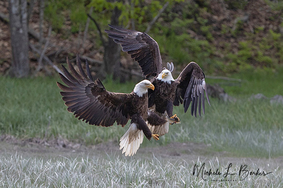 Bald Eagles fighting over fish