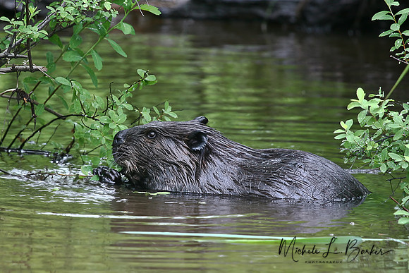 Beaver