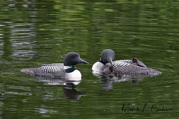 Loons with Baby Loons