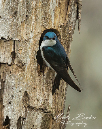 Tree Swallow