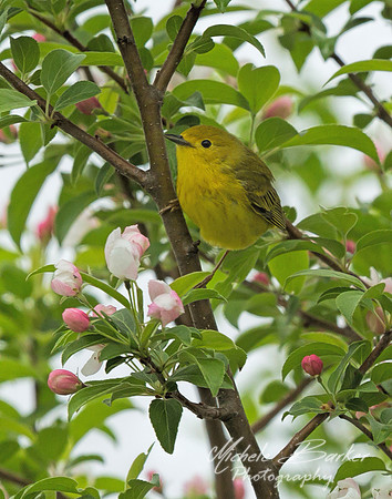 Yellow Warbler