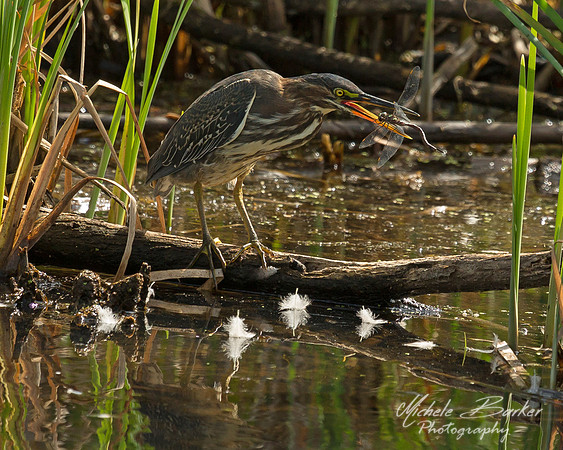 Juvenille Green Heron