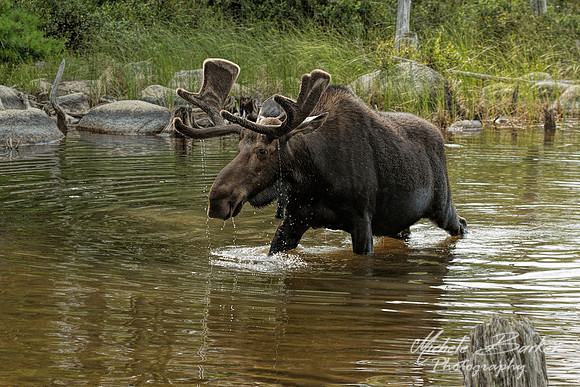 Bull Moose