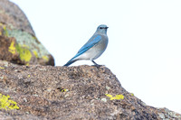 Bluebird