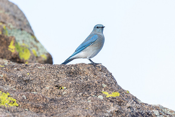 Bluebird