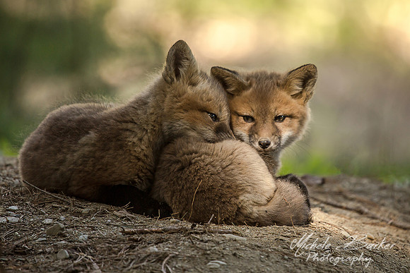 Fox Kits