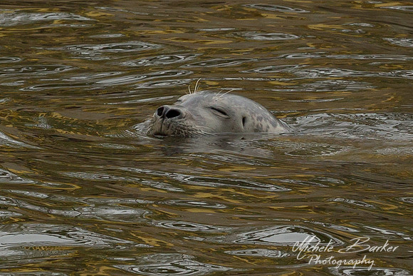Harbor Seal