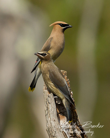 Cedar Waxwings