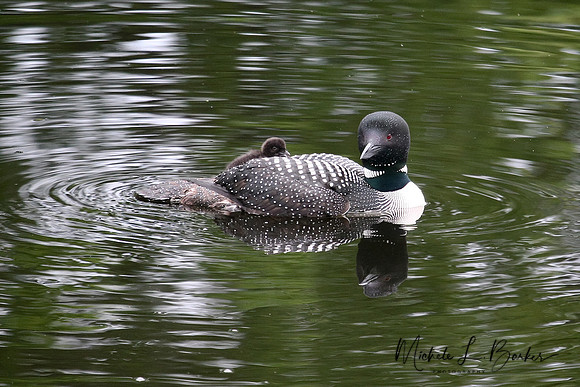 Loon with Baby Loon