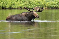 Bull Moose