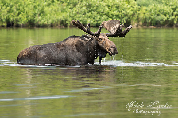 Bull Moose