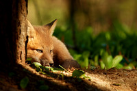 Fox Kit