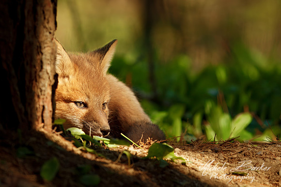 Fox Kit