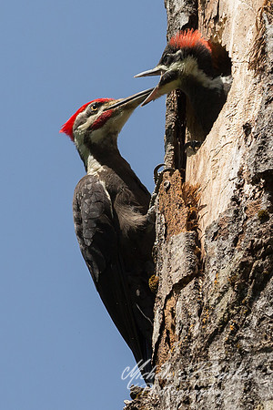 Male Pileated Woodpecker tending Chicks