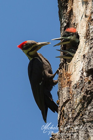 Female Pileated Woodpecker tending Chicks