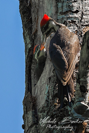 Female Pileated Woodpecker tending Chick