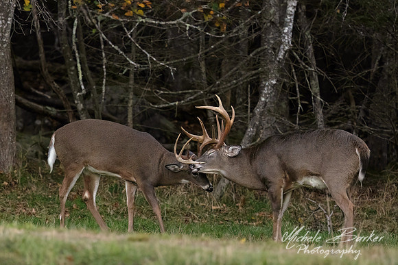 Two Bucks Sparring