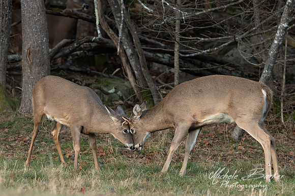 Young Bucks Sparring