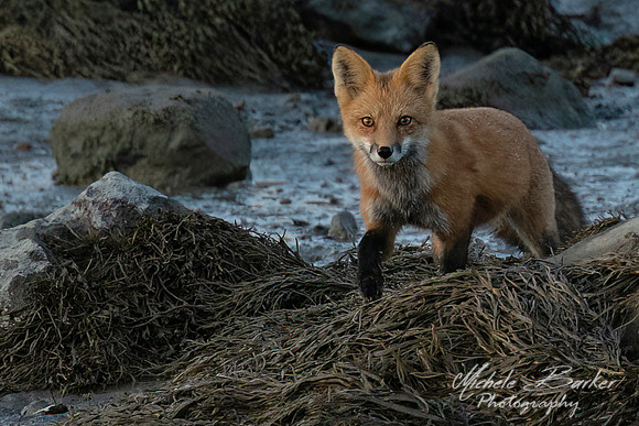Fox