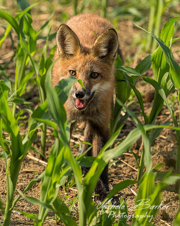 Fox Kit in Cornfield
