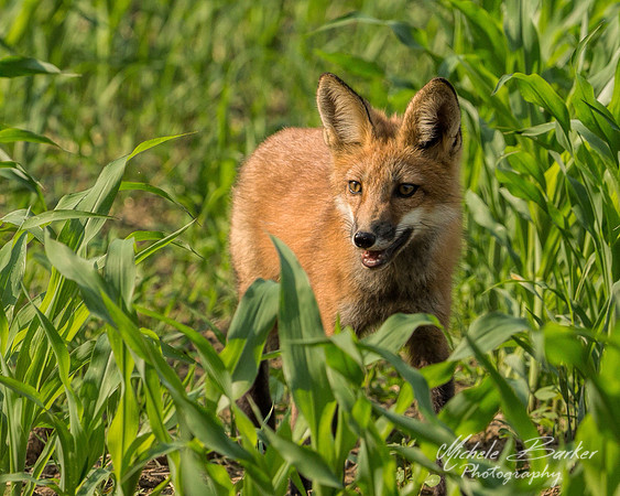 Fox Kit in Cornfield