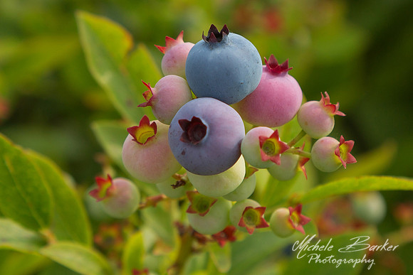 Maine Wild Blueberries