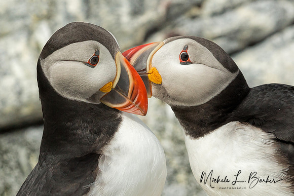 Puffins