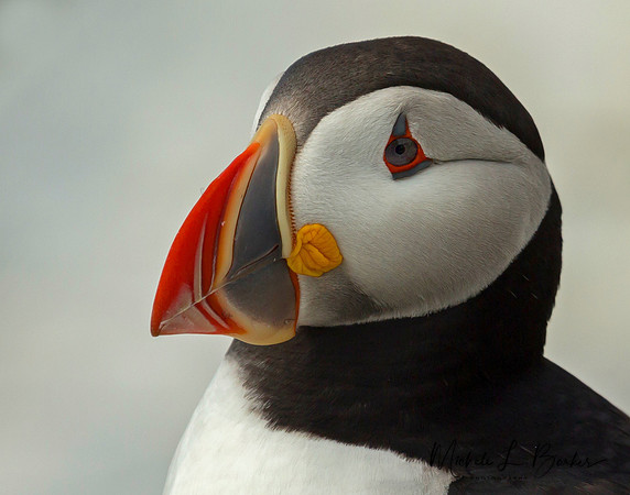 Puffin