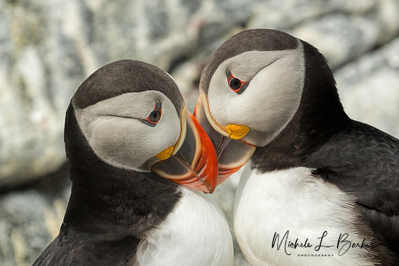 Puffins