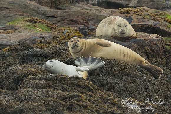 Harbor Seals