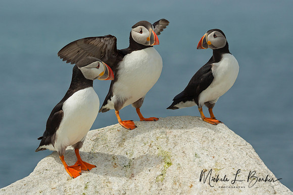 Puffins