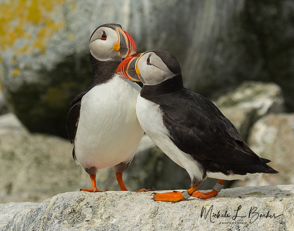 Puffins