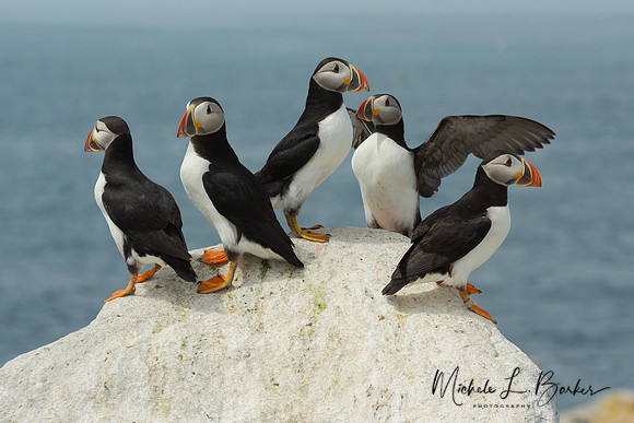 Puffins