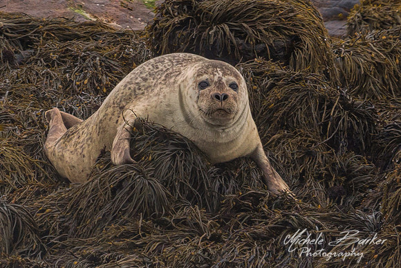 Harbor Seal