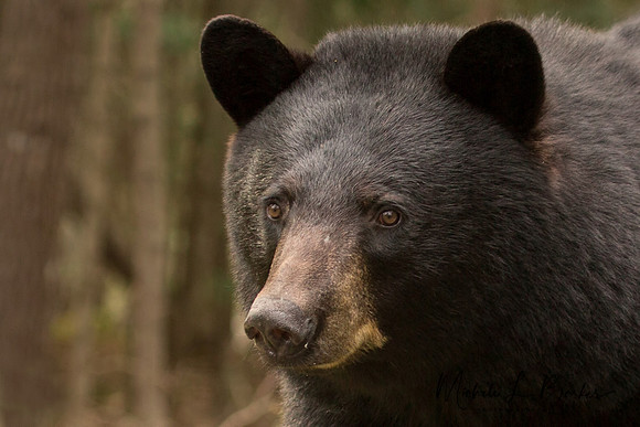 Black Bear