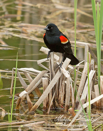 Red Wing Blackbird