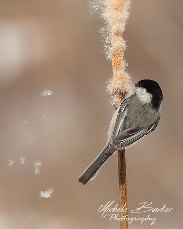 Black-capped Chickadee