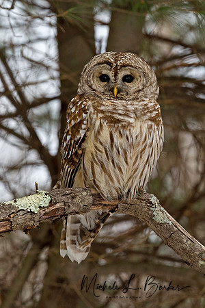 Barred Owl