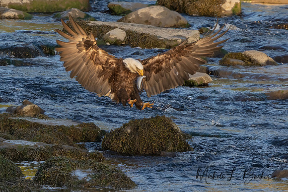 Bald Eagle landing on rock with fish
