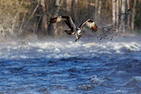 Osprey