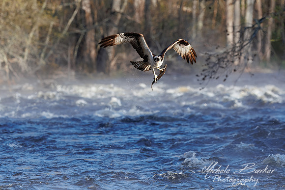 Osprey