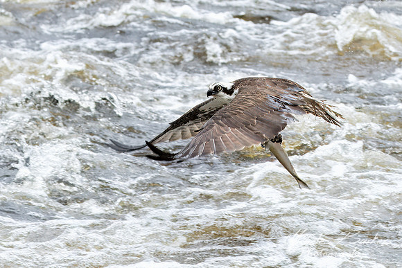 Osprey