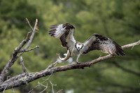 Osprey