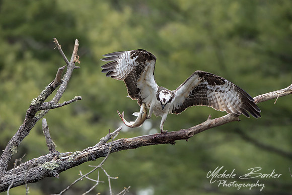 Osprey