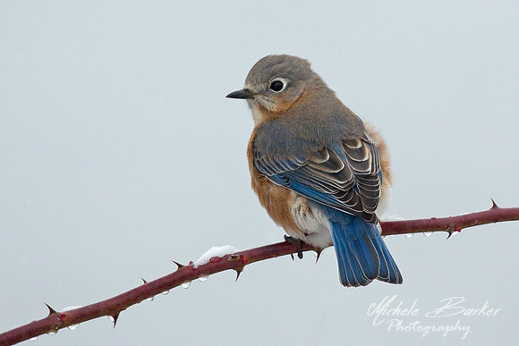 Eastern Bluebird