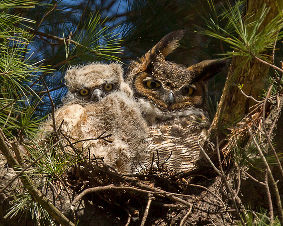 Great Horned Owl with Chick