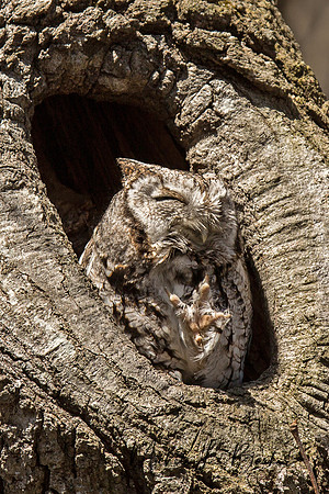 Eastern Grey Screech Owl
