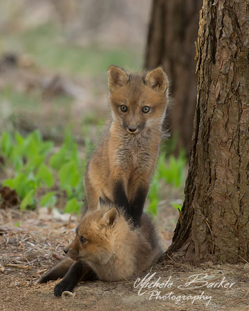 Fox Kits