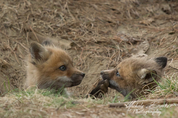 Fox Kits